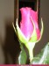 Ružový kvet 16