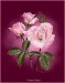 Ružový kvet 18