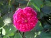 Ružový kvet 19